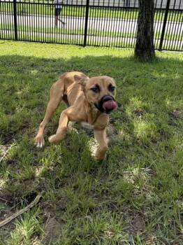 Mia Farrow (PetSmart S Claiborne) -  Mixed Breed Dog for Adoption in New Orleans, Louisiana - Mia Farrow (PetSmart S Claiborne) | PetCurious