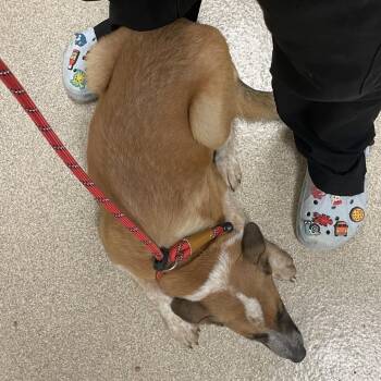 Baylor -  Cattle Dog and Shepherd Dog for Adoption in Bristol, Indiana - Baylor | PetCurious