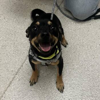 Monty -  Chihuahua and Mixed Breed Dog for Adoption in Murray, Utah - Monty | PetCurious