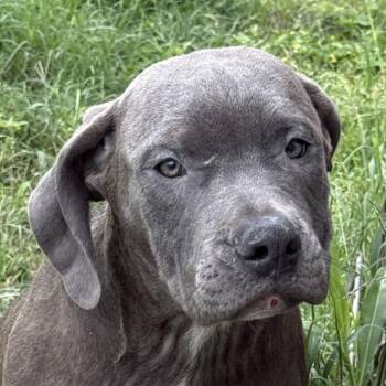 Pit Bull Terrier and Mixed Breed Dogs Available for Adoption in Brenham, Texas - Mr.Grey | PetCurious