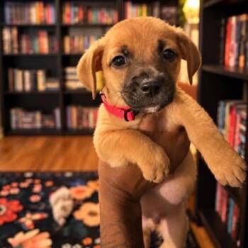 Bart -  Mixed Breed Dog for Adoption in Tampa, Florida - Bart | PetCurious