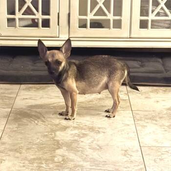 Rescue Chihuahua Dogs for Adoption in Phoenix, Arizona - Ginny | PetCurious