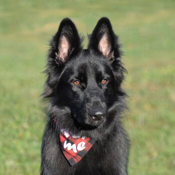 Rescue German Shepherd Dog Dogs for Adoption in Gretna, Nebraska - Harlow | PetCurious