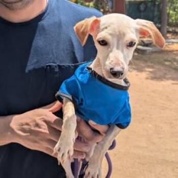 Milo -  Chihuahua Dog for Adoption in Williston, Vermont - Milo | PetCurious