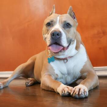 Almond Joy -  Pit Bull Terrier Dog for Adoption in La Grange, Kentucky - Almond Joy | PetCurious