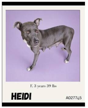 Heidi -  Pit Bull Terrier and Staffordshire Bull Terrier Dog for Adoption - Heidi | PetCurious