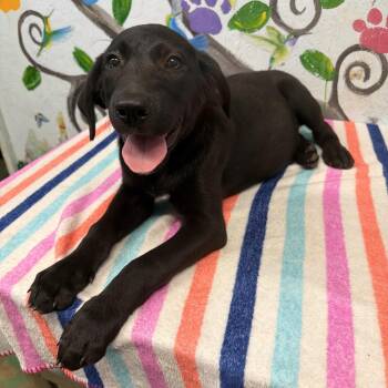 Saint -  Black Labrador Retriever Dog for Adoption in Danville, Vermont - Saint | PetCurious