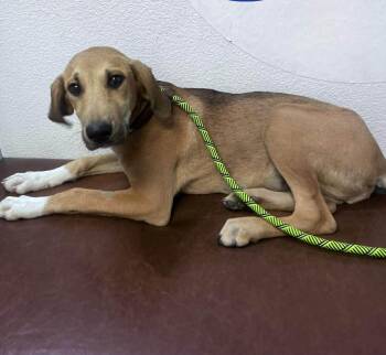 Rescue Coonhound Dogs for Adoption in Las Vegas, Nevada - Melvin | PetCurious