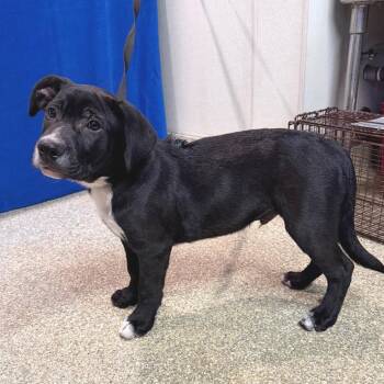 IVHS-Stray-142296 -  Pit Bull Terrier and Black Labrador Retriever Dog for Adoption in San Gabriel, California - IVHS-Stray-142296 | PetCurious