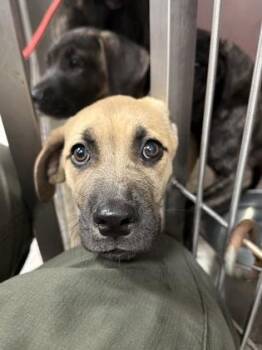 Sun - ADOPTED -  Cane Corso and Mixed Breed Dog for Adoption in Atlanta, Georgia - Sun - ADOPTED | PetCurious