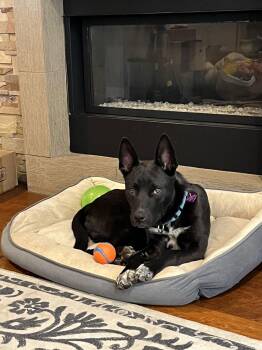 Belgian Shepherd Malinois Dogs Available for Adoption - Bubba #5 | PetCurious