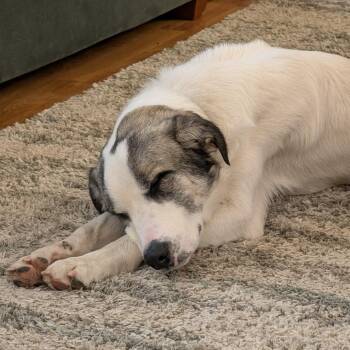 Fargo - In Foster! -  Great Pyrenees and Mixed Breed Dog for Adoption in Flagstaff, Arizona - Fargo - In Foster! | PetCurious