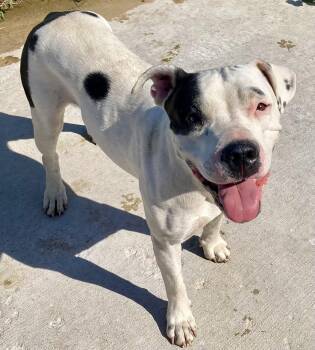 Rescue Pit Bull Terrier Dogs for Adoption in Sandusky, Michigan - Chloe | PetCurious