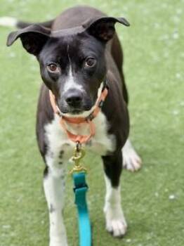 Treeing Walker Coonhound and Pit Bull Terrier Dogs Available for Adoption in Methuen, Massachusetts - CAROLINE | PetCurious