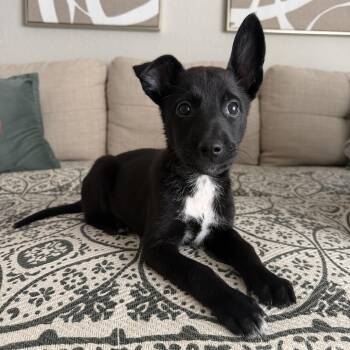 Smore -  Border Terrier and Brussels Griffon Dog for Adoption in Coppell, Texas - Smore | PetCurious