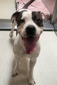 Rescue Mixed Breed Dogs for Adoption in Pontiac, Michigan - Derry | PetCurious