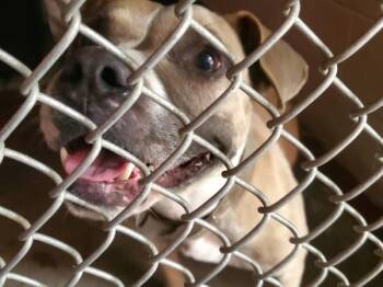 Tanny -  Pit Bull Terrier Dog for Adoption in Salisbury, Maryland - Tanny | PetCurious