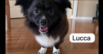 Pomeranian and Shetland Sheepdog Sheltie Dogs Available for Adoption in Union Beach, New Jersey - Lucca | PetCurious