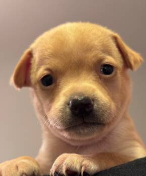 Rescue Chihuahua and Mixed Breed Dogs for Adoption in Los Angeles, California - Split Pea | PetCurious