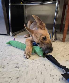 Pippen- Located in Texas -  Dutch Shepherd Dog for Adoption in Imlay City, Michigan - Pippen- Located In Texas | PetCurious