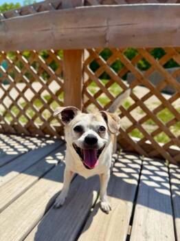 Chloe -  Chihuahua Dog for Adoption in Grand Rapids, Michigan - Chloe | PetCurious