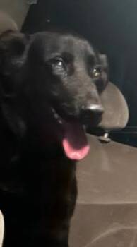 MANFRED -  Labrador Retriever Dog for Adoption in San Antonio, Texas - MANFRED | PetCurious