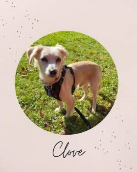CLOVE -  Chihuahua and Dachshund Dog for Adoption in Coquitlam, British Columbia - CLOVE | PetCurious