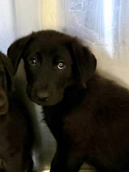 Bryce -  German Shepherd Dog Dog for Adoption in Mobile, Alabama - Bryce | PetCurious