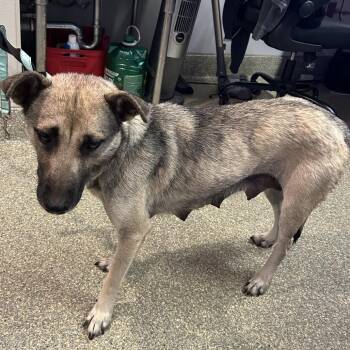 IVHS-Stray-139346 -  Shepherd Dog for Adoption in San Gabriel, California - IVHS-Stray-139346 | PetCurious