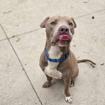 Hardy -  American Staffordshire Terrier Dog for Adoption in Grand Rapids, Michigan - Hardy | PetCurious