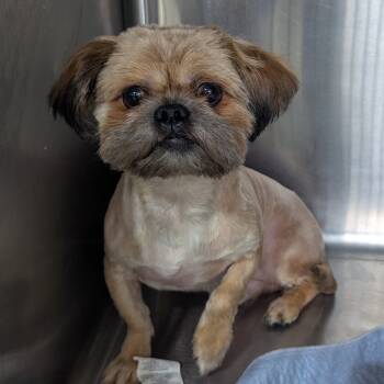 Rescue Shih Tzu Dogs for Adoption in Houston, Texas - Fizzgig | PetCurious