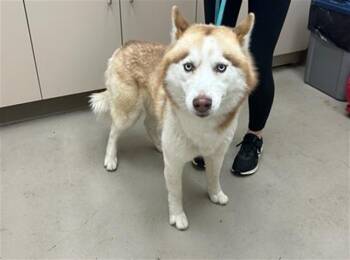 Rescue Siberian Husky and Mixed Breed Dogs for Adoption in Mckinleyville, California - DAMON | PetCurious