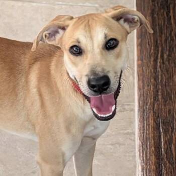 Honey C808 -  Chihuahua and Corgi Dog for Adoption in Allen, Texas - Honey C808 | PetCurious