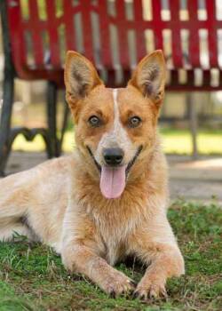 Australian Cattle Dog Blue Heeler Dogs Available for Adoption - Roja | PetCurious
