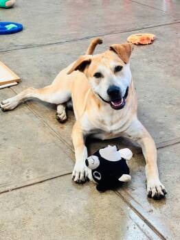 Rescue Retriever and Shepherd Dogs for Adoption in Virginia Beach, Virginia - Madrid | PetCurious