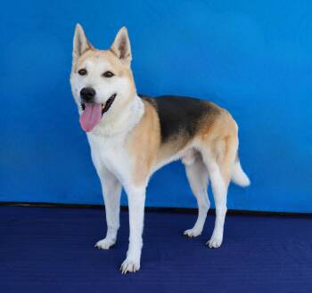 MAX -  Shepherd and Husky Dog for Adoption in Pasadena, California - MAX | PetCurious