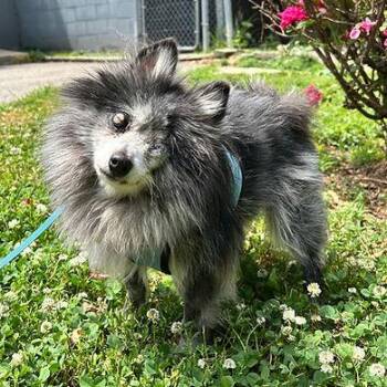yodel -  Pomeranian Dog for Adoption in Huntington, New York - Yodel | PetCurious
