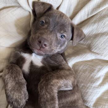 Pit Bull Terrier and Labrador Retriever Dogs Available for Adoption - HERSHEY! | PetCurious