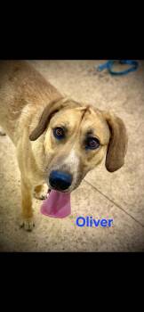 Oliver -  Labrador Retriever and Great Dane Dog for Adoption in Madison Heights, Michigan - Oliver | PetCurious