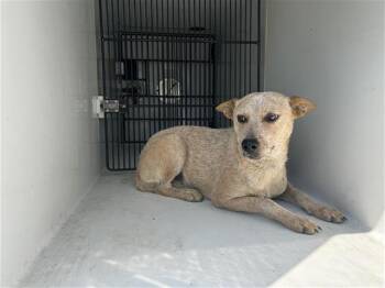 Rescue Australian Cattle Dog Blue Heeler Dogs for Adoption in Houston, Texas - A644246 | PetCurious