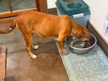 Reba -  Rhodesian Ridgeback Dog for Adoption in Syracuse, New York - Reba | PetCurious