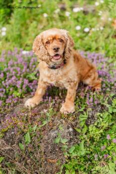 Rosey Posey -  Cocker Spaniel Dog for Adoption in Drumbo, Ontario - Rosey Posey | PetCurious
