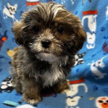 Bugs -  Shih Tzu and Yorkshire Terrier Dog for Adoption - Bugs | PetCurious