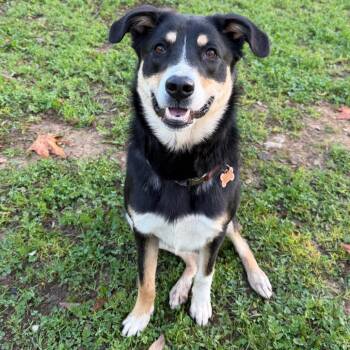 German Shepherd Dog Dogs Available for Adoption - Woods | PetCurious