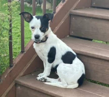 Rescue Jack Russell Terrier and Pug Dogs for Adoption in Brooklyn Center, Minnesota - Flower | PetCurious