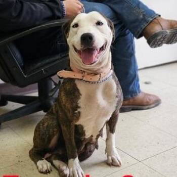 Pit Bull Terrier Dogs Available for Adoption in Fairfax, Virginia - Joy | PetCurious