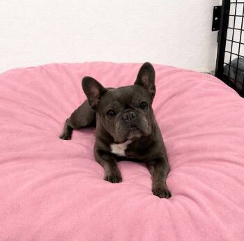 French Bulldog Dogs Available for Adoption - Bluebell | PetCurious