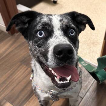 Opie -  Mixed Breed Dog for Adoption in Reno, Nevada - Opie | PetCurious