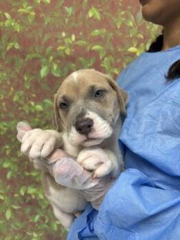 Armando -  American Staffordshire Terrier and Mixed Breed Dog for Adoption in San Antonio, Texas - Armando | PetCurious
