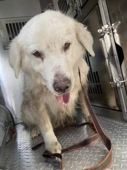 COCO -  Great Pyrenees Dog for Adoption in Dallas, Texas - COCO | PetCurious